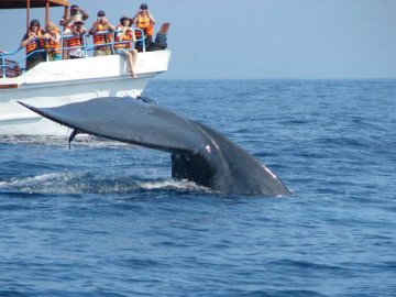 Whales Watching