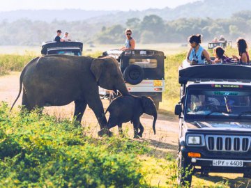 Wildlife Safari