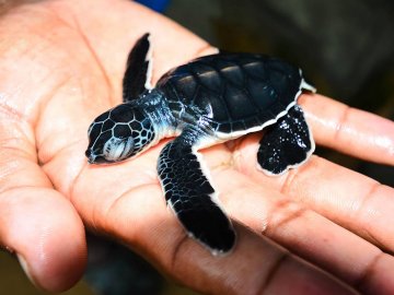 Sea Turtle Farm