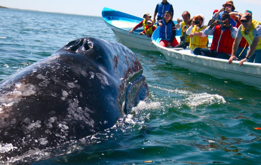 Whales Watching