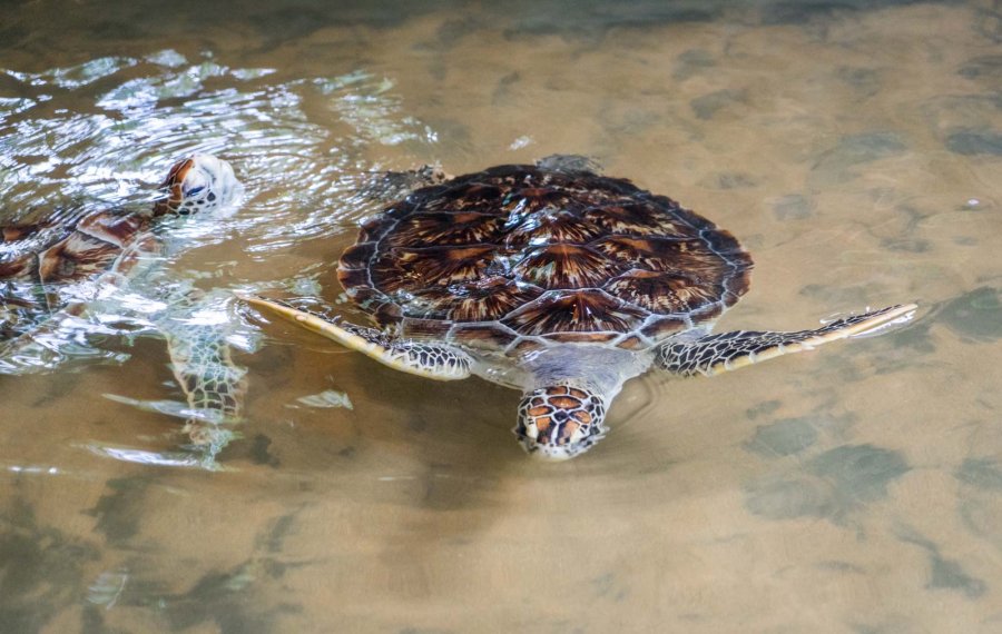 Sea Turtle Farm