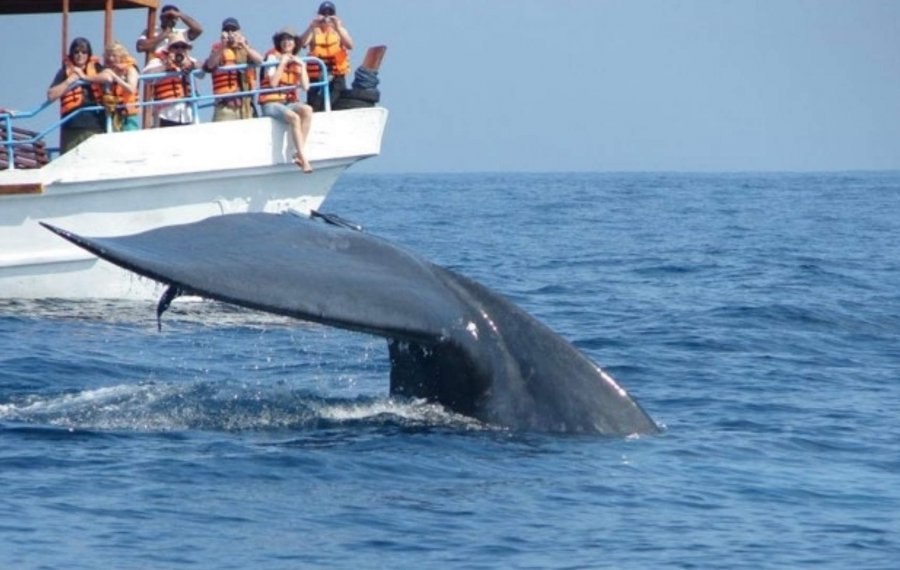 Whales Watching