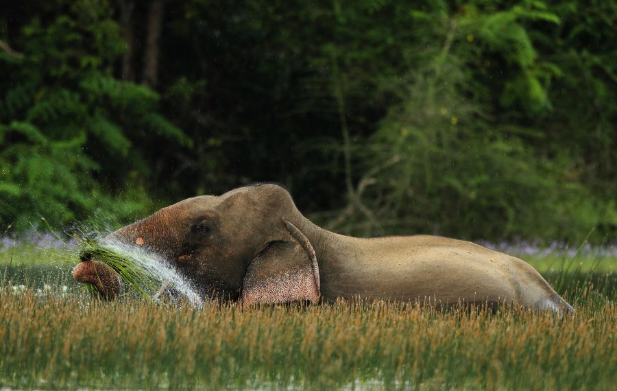 Wildlife Safari