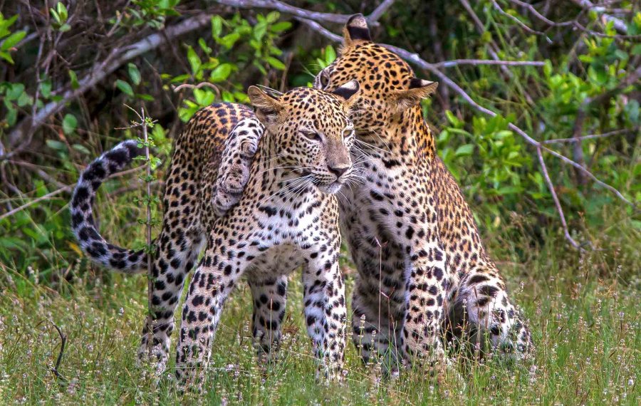 Wildlife Safari