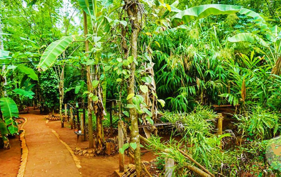Herbal and Spice garden 