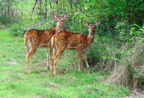 WASGAMUWA NATIONAL PARK