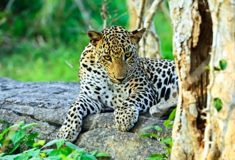 Yala National Park