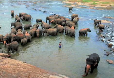 PINNAWALA