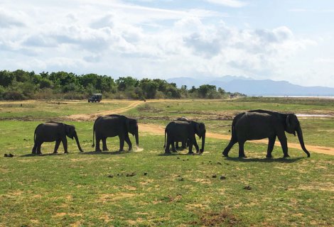 UDAWALAWE