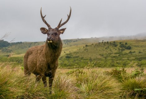 HORTON PLAINS