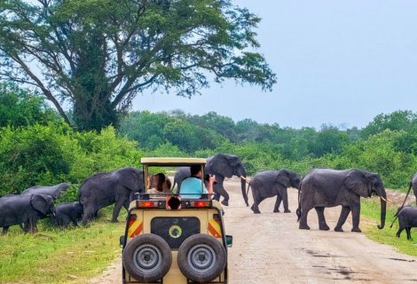 Yala National Park