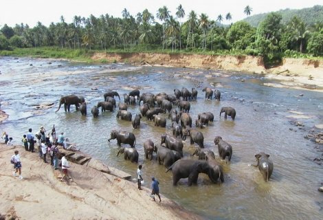 PINNAWALA