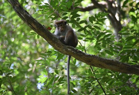 SINHARAJA RAIN FOREST