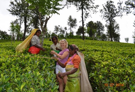VIRGIN WHITE TEA PLANTATION