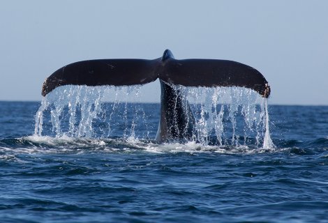 Whales and Dolphin in Mirissa