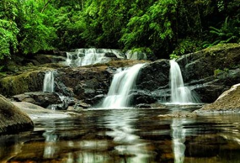 Sinharaja Rainforest 