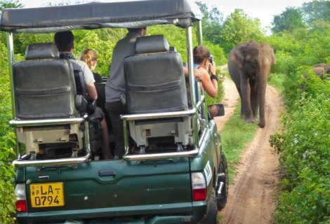 Yala Safari