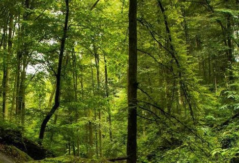 Sinharaja Rainforest 