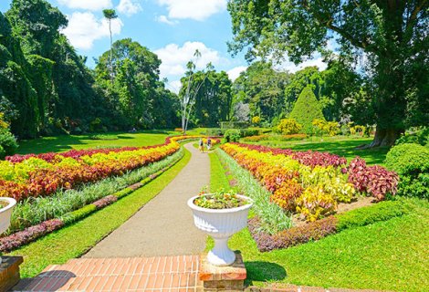 Peradeniya Botanical Garden