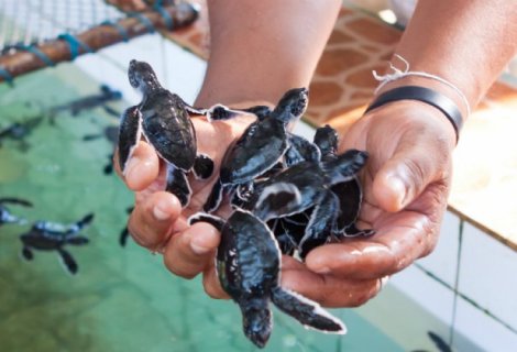 Koggala Sea Turtle