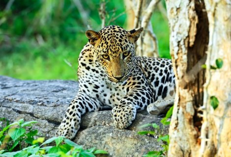 Yala National Park
