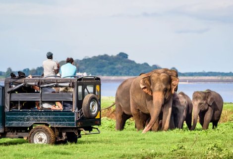 Udawalawe Safari