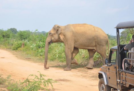 Udawalawe Safari