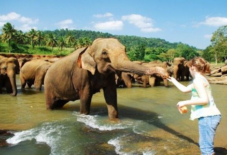 Pinnawala Elephant Orphanage