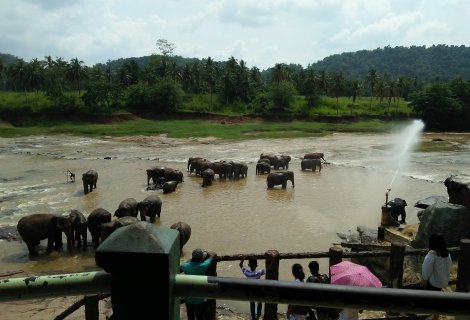 Pinnawela Elephant Orphanage 