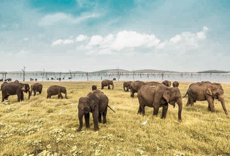 Minneriya National Park