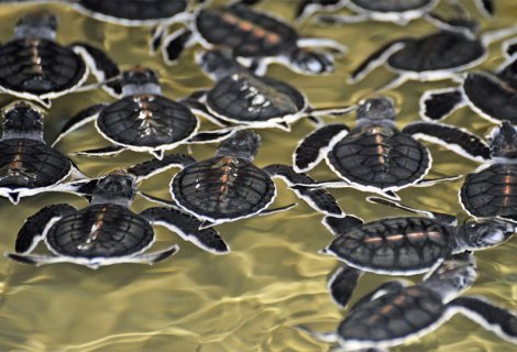 turtle hatchery