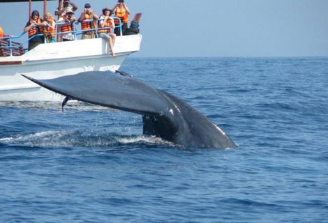Whale Watching 