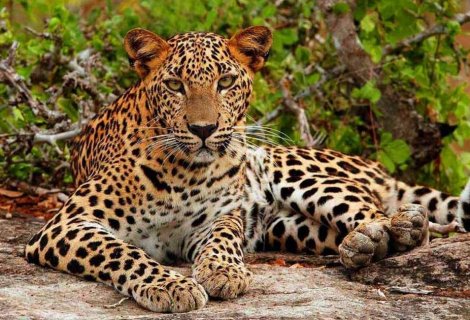 Yala Safari