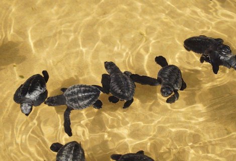 turtle