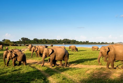 minneriya national park