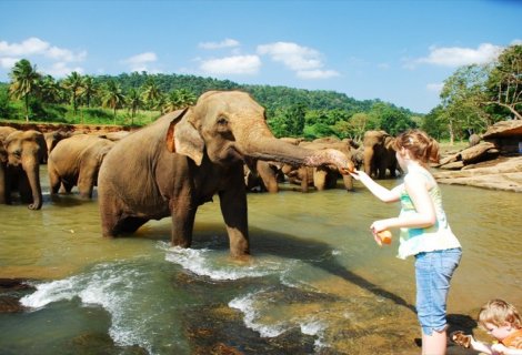 Pinnawela Elephant Orphanage 