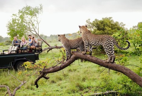 Yala Safari