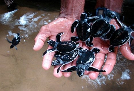 turtle hatchery